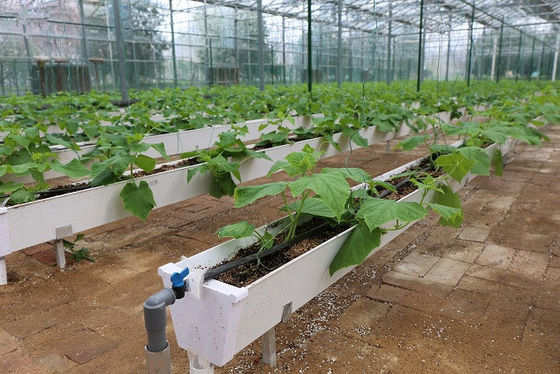 La plantación hidropónica de canaletas para el cultivo de chilli pepper, pepino y fresas