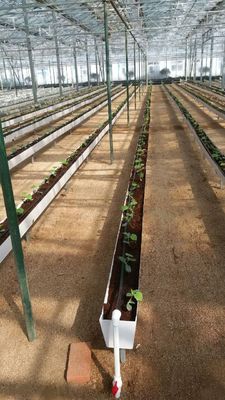 La plantación hidropónica de canaletas para el cultivo de chilli pepper, pepino y fresas