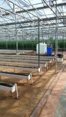 La plantación hidropónica de canaletas para el cultivo de chilli pepper, pepino y fresas
