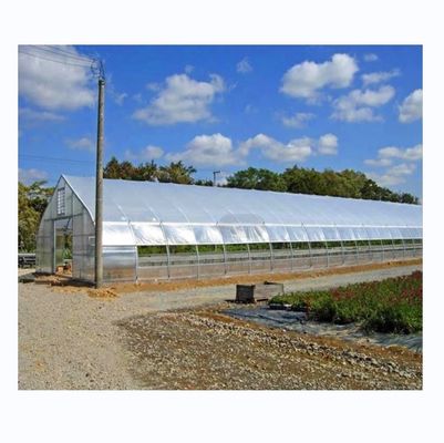 Cuadro de tubo de acero galvanizado en caliente Invernadero agrícola de tramo único para tienda de cultivo