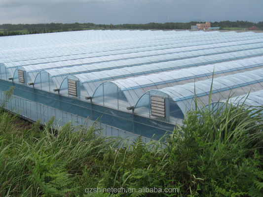 Invernadero de película de plástico para el cultivo de tomate y fresas