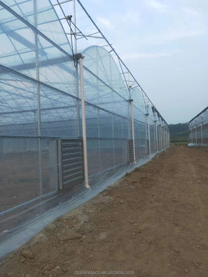 Invernadero de película de plástico para el cultivo de tomate y fresas