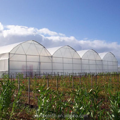 Invernadero de película de plástico para el cultivo de tomate y fresas