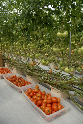 Solución llave en mano para la hidroponía de tomates agrícolas