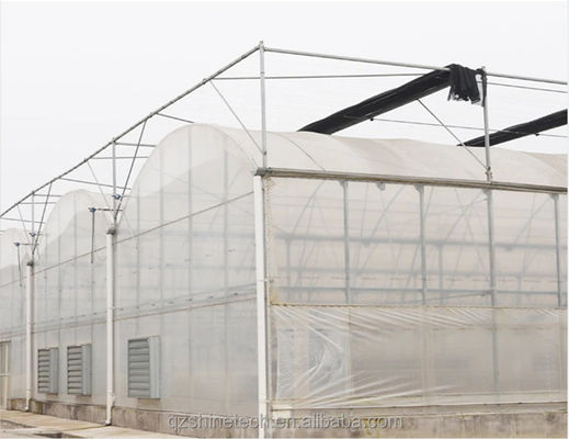 Solución llave en mano para la hidroponía de tomates agrícolas
