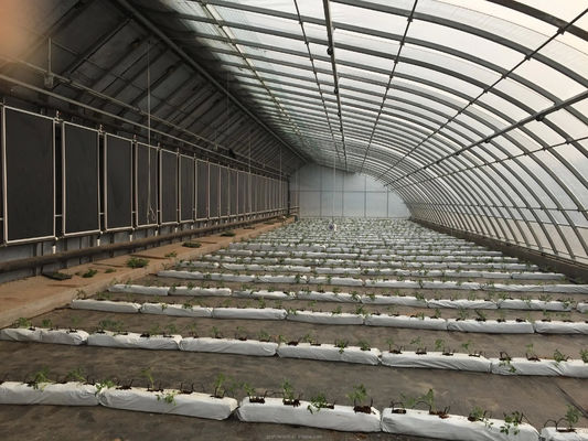 Invernadero solar cubierto con película para el cultivo sostenible de pepinos de invierno