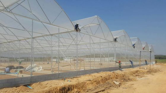 Gran invernadero de dientes de sierra con tecnología de alta tecnología invernadero tropical con ventilación